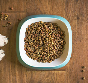 pet food photo